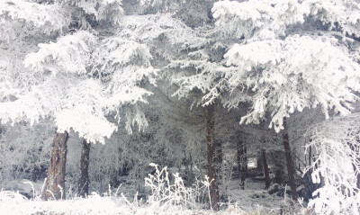 南方的雪