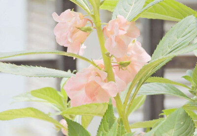 凤仙花（指甲花）