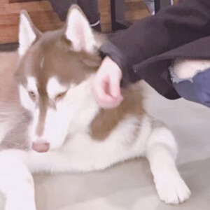 情头