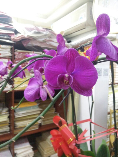 蝴蝶兰