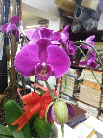 蝴蝶兰