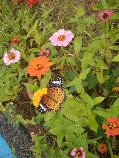 百日菊