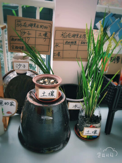 植物角