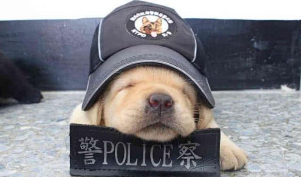 小小萌警犬