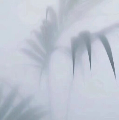 背景图 雾中叶