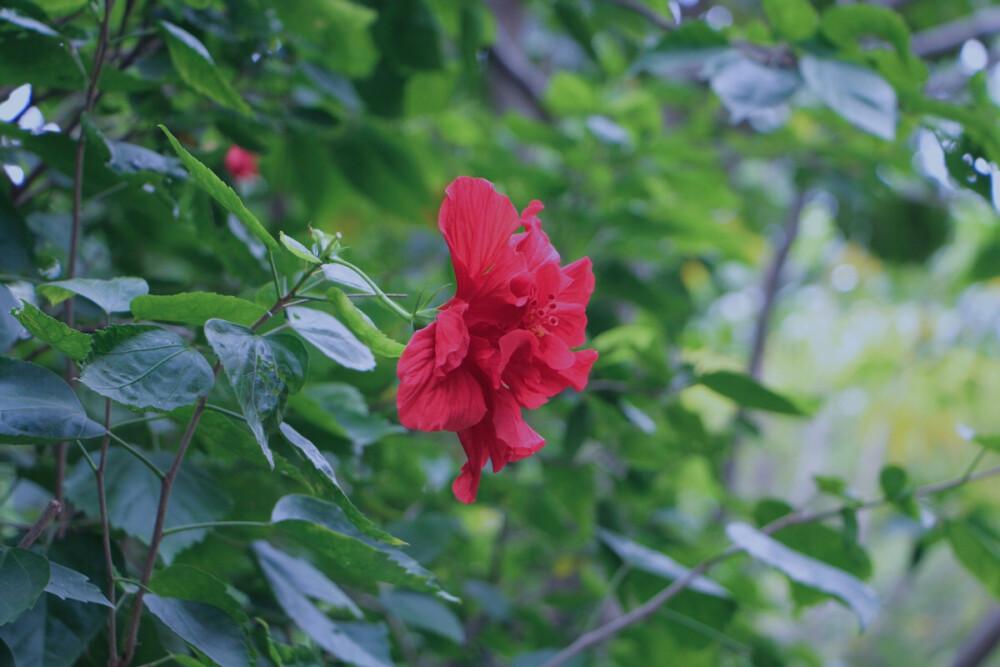 花自飘零水自流