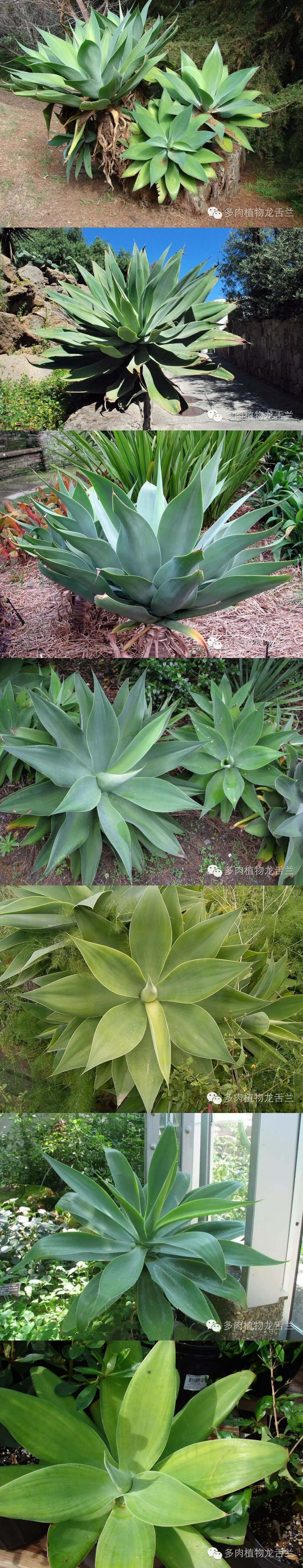 翡翠盘龙舌兰
拉丁文名：Agave attenuata ssp. attenuata
中文名：翡翠盘、狐尾龙舌兰、皇冠龙舌兰、翠绿龙舌兰
最早确认该物种的资料记载于1834年。
属于中大型龙舌兰，直径在60-100厘米之间，花剑高度在2.5-3.5米之间。