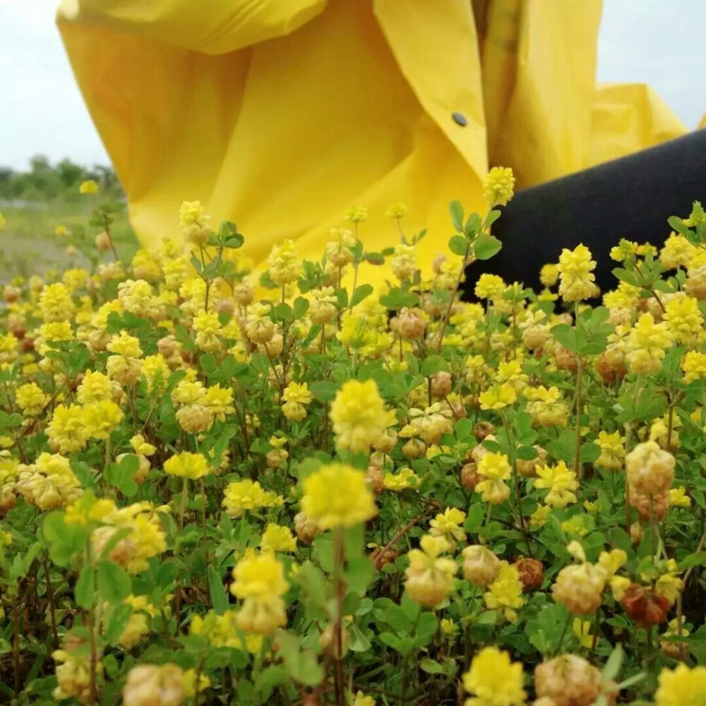 小黄花