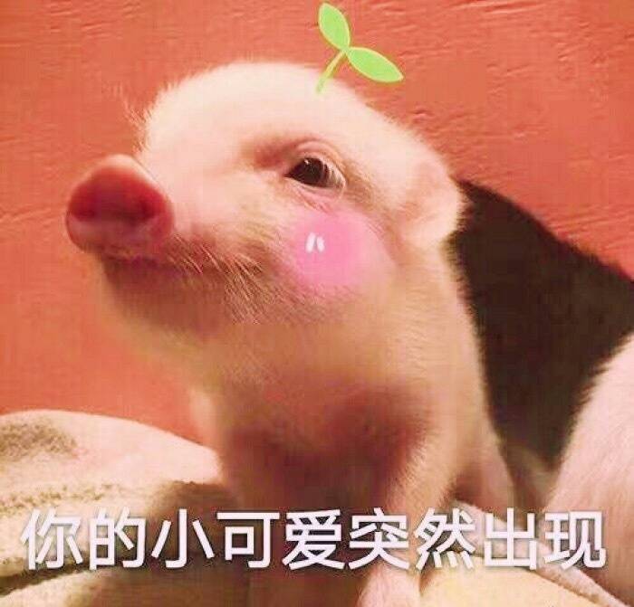 迷你猪表情包