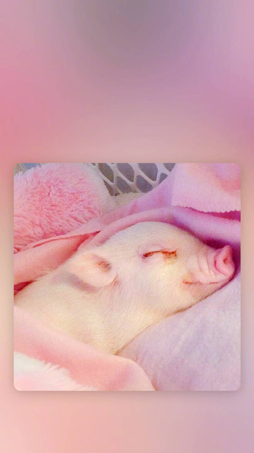 粉色 小香猪 pig 猪猪女孩壁纸啦