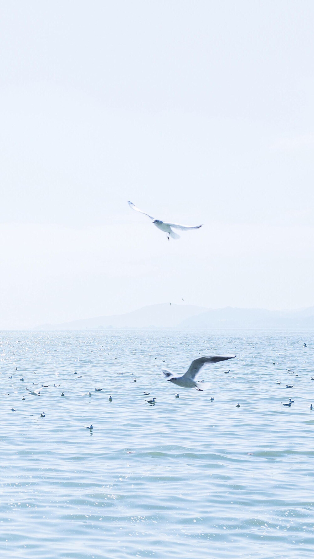 清新 干净 蓝天 海鸥 海水