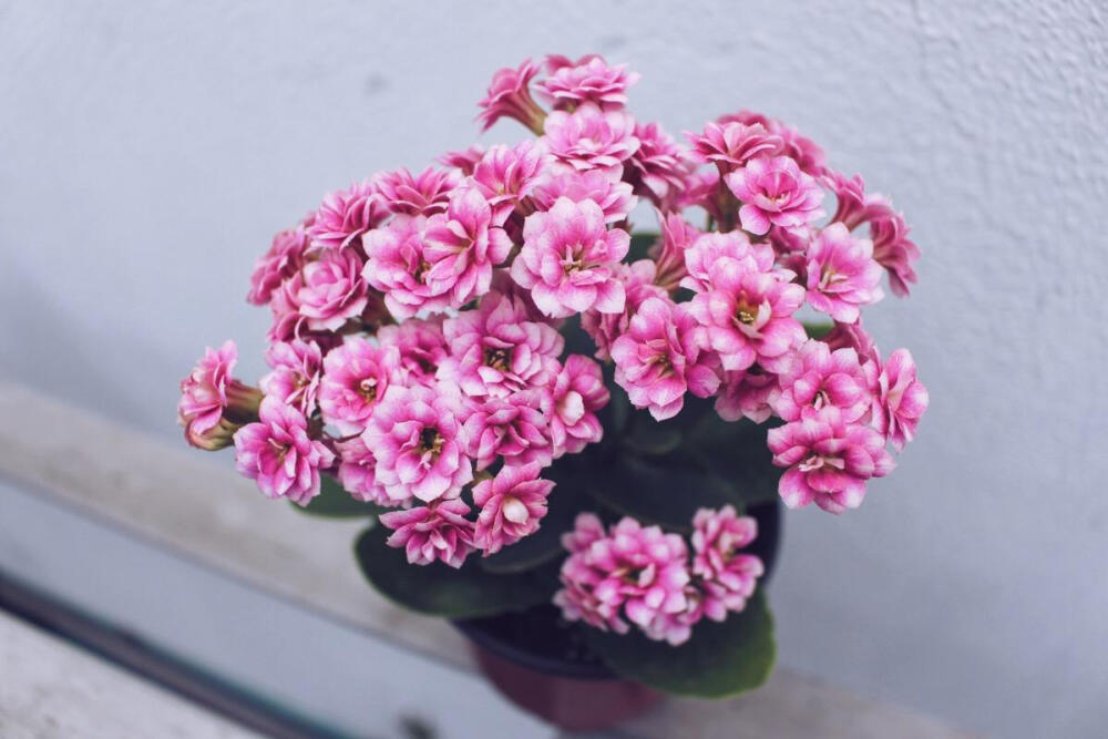 长寿花（Kalanchoe . ）景天科，伽蓝菜属植物。原产东非马达加斯加岛。多肉植物，由肥大、光亮的叶片形成的低矮株丛，终年翠绿，春、夏、秋三季栽植于露地作镶边材料，12月至转年4月开出鲜艳夺目的花朵，每一花枝上可多达数十朵花?；ㄆ诔ご?个多月，长寿花之名由此而来。是元旦和春节期间馈赠亲友和长辈的理想盆花。