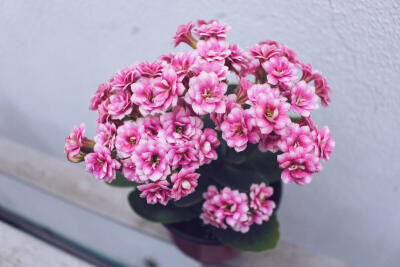 长寿花（Kalanchoe . ）景天科，伽蓝菜属植物。原产东非马达加斯加岛。多肉植物，由肥大、光亮的叶片形成的低矮株丛，终年翠绿，春、夏、秋三季栽植于露地作镶边材料，12月至转年4月开出鲜艳夺目的花朵，每一花枝上…