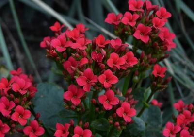 长寿花（Kalanchoe . ）景天科，伽蓝菜属植物。原产东非马达加斯加岛。多肉植物，由肥大、光亮的叶片形成的低矮株丛，终年翠绿，春、夏、秋三季栽植于露地作镶边材料，12月至转年4月开出鲜艳夺目的花朵，每一花枝上…