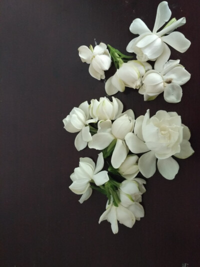 栀子花（学名：Gardenia jasminoides），又名栀子、黄栀子，龙胆目茜草科。属茜草科，为常绿灌木，枝叶繁茂，叶色四季常绿，花芳香，为重要的庭院观赏植物。单叶对生或三叶轮生，叶片倒卵形，革质，翠绿有光泽。浆果…