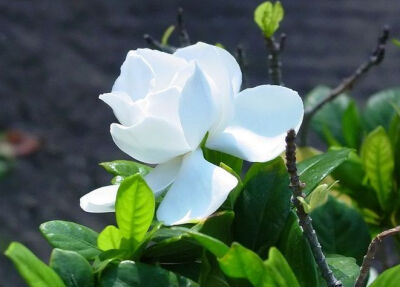 栀子花（学名：Gardenia jasminoides），又名栀子、黄栀子，龙胆目茜草科。属茜草科，为常绿灌木，枝叶繁茂，叶色四季常绿，花芳香，为重要的庭院观赏植物。单叶对生或三叶轮生，叶片倒卵形，革质，翠绿有光泽。浆果…