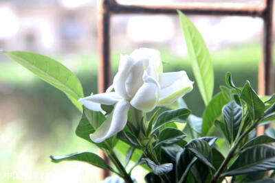 栀子花（学名：Gardenia jasminoides），又名栀子、黄栀子，龙胆目茜草科。属茜草科，为常绿灌木，枝叶繁茂，叶色四季常绿，花芳香，为重要的庭院观赏植物。单叶对生或三叶轮生，叶片倒卵形，革质，翠绿有光泽。浆果…