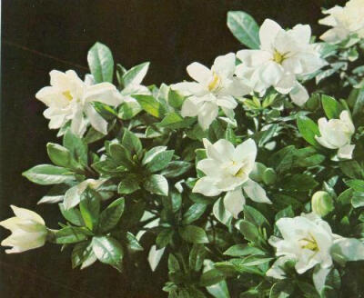 栀子花（学名：Gardenia jasminoides），又名栀子、黄栀子，龙胆目茜草科。属茜草科，为常绿灌木，枝叶繁茂，叶色四季常绿，花芳香，为重要的庭院观赏植物。单叶对生或三叶轮生，叶片倒卵形，革质，翠绿有光泽。浆果…