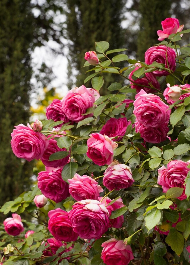 月季花（学名：Rosa chinensis Jacq.）：被称为花中皇后，又称“月月红”，是常绿、半常绿低矮灌木，四季开花﹐一般为红色﹐或粉色、偶有白色和黄色﹐可作为观赏植物，也可作为药用植物，亦称月季。有三个自然变种，现代月季花型多样，有单瓣和重瓣，还有高心卷边等优美花型；其色彩艳丽、丰富，不仅有红、粉黄、白等单色，还有混色、银边等品种；多数品种有芳香。月季的品种繁多，世界上已有近万种，中国也有千种以上。