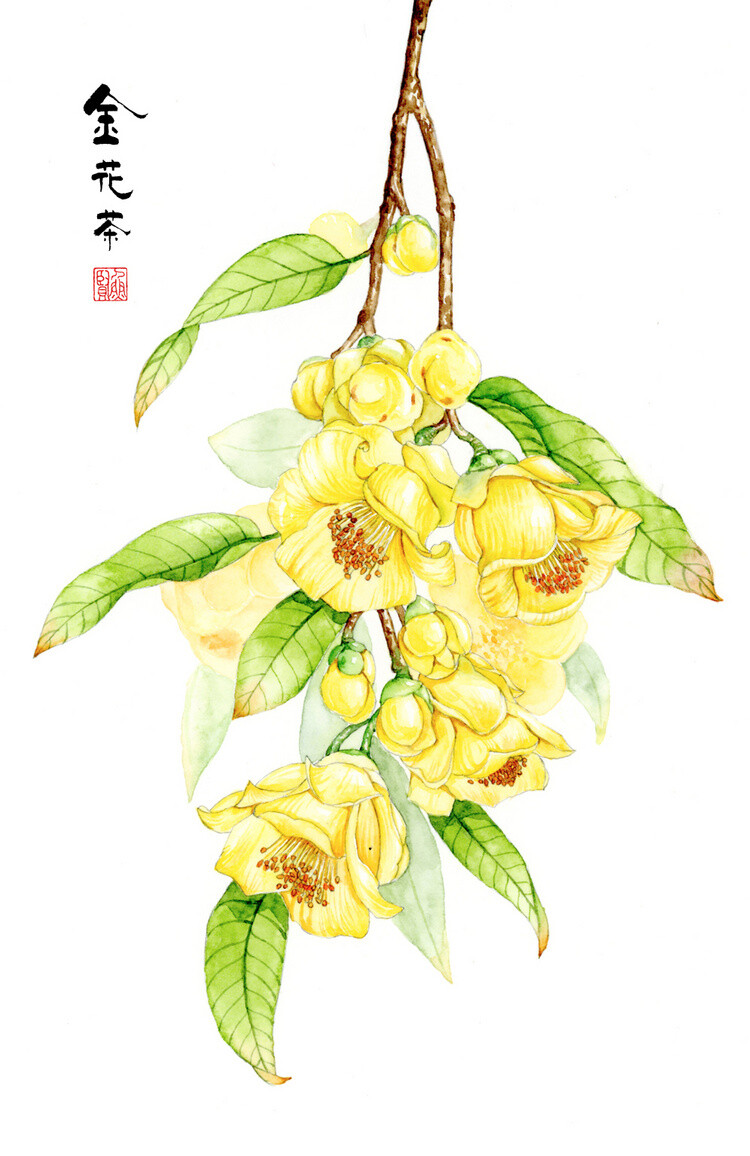 【花间集】水彩花卉 作者：鱼贤