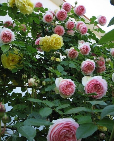 月季花（学名：Rosa chinensis Jacq.）：被称为花中皇后，又称“月月红”，是常绿、半常绿低矮灌木，四季开花﹐一般为红色﹐或粉色、偶有白色和黄色﹐可作为观赏植物，也可作为药用植物，亦称月季。有三个自然变种，…