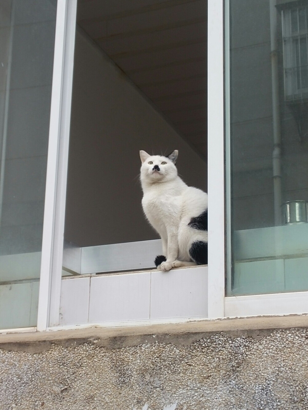 开水房的猫