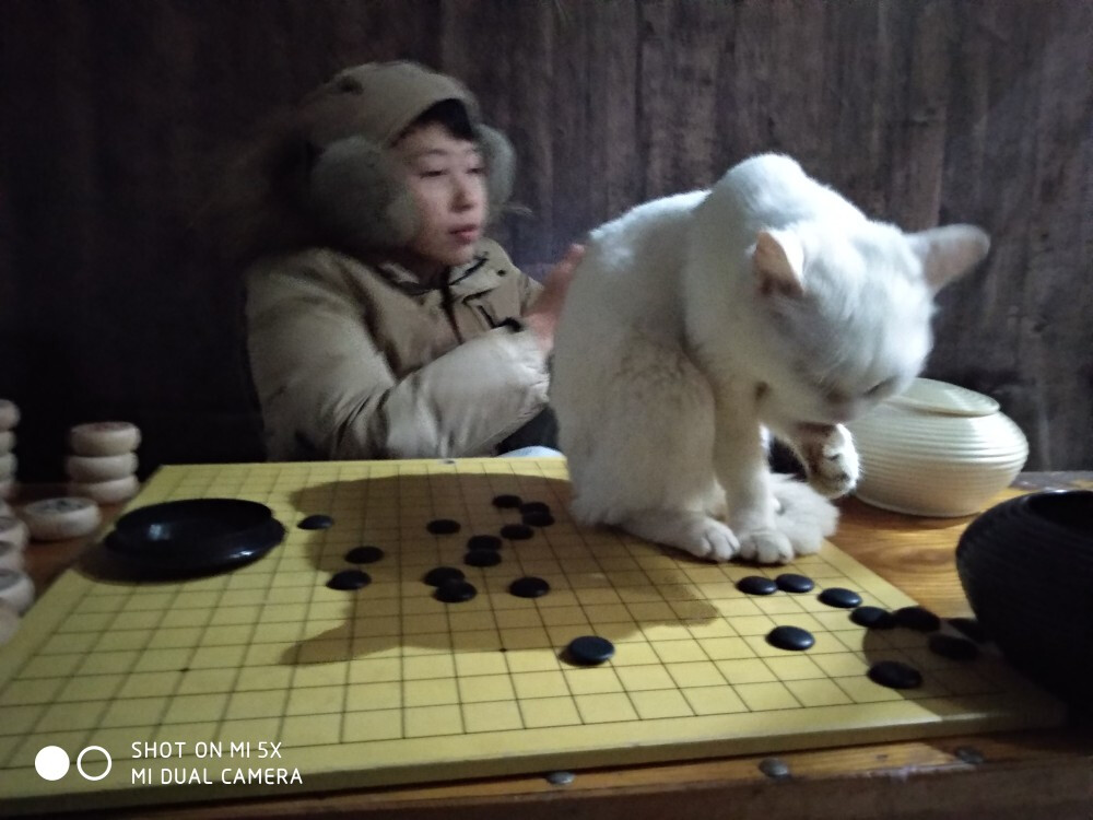 别人下棋小波斯猫捣乱