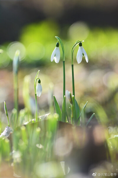 @元宝山老牛
#英国植物# 很喜欢雪滴花（snowdrop, Galanthus nivalis），新年之前冒芽的时候就持续关注了，但自从发了花苞以来一直没动静，昨天才恍然大悟，原来这东西早晨不开，非得要到中午以后才开放。虽然在这里…