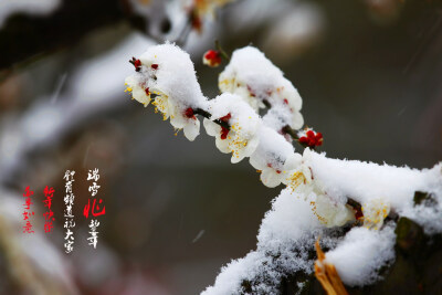 雪中梅