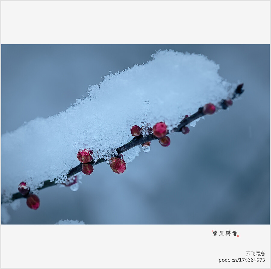 雪中梅