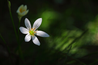 一花一世界