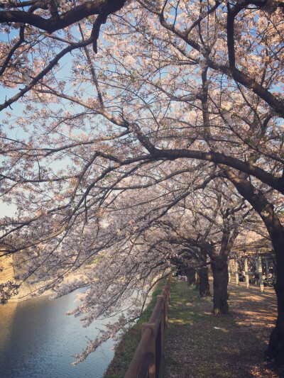 大阪城 樱花