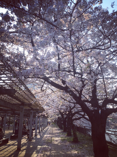 大阪城 樱花