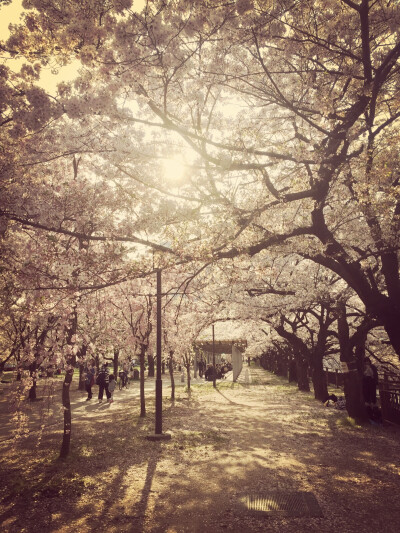 大阪城 樱花