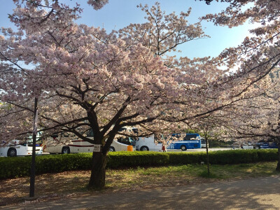 大阪城 樱花