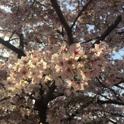 大阪城 樱花