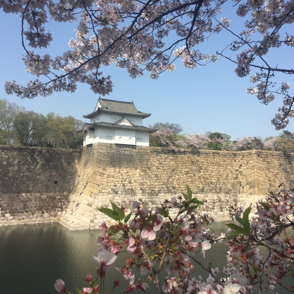 大阪城 樱花