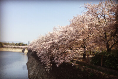 大阪城 樱花