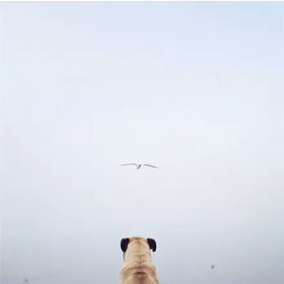单身狗