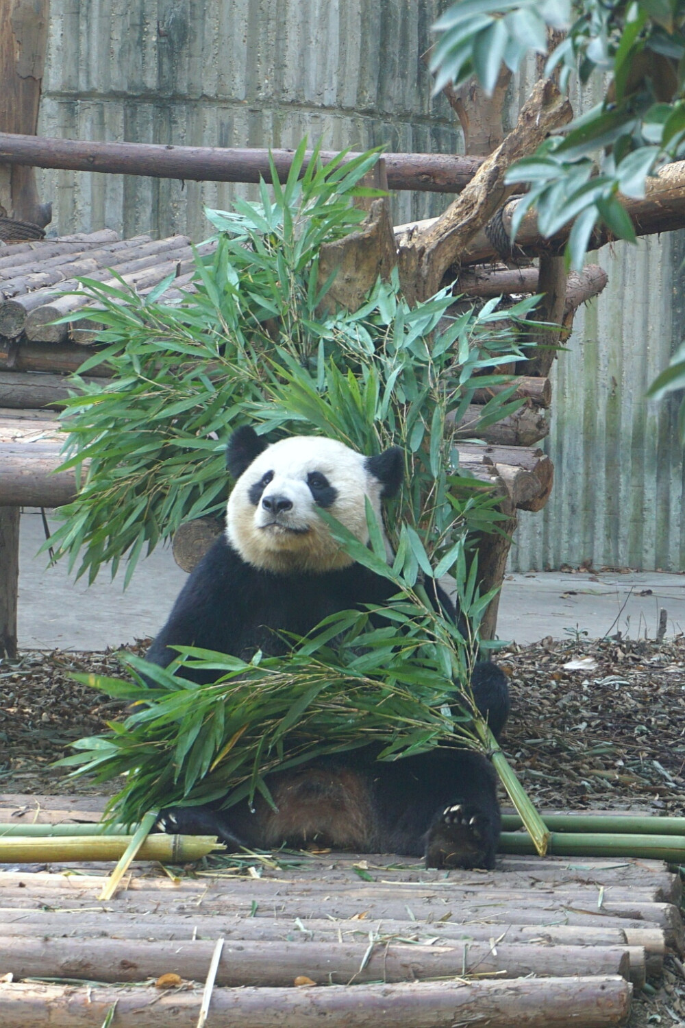 我只愿，面朝竹海，春暖花开