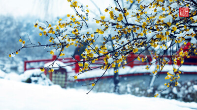 扬州瘦西湖 丁酉雪景 “谁令香来满坐，独使净敛无尘。芳意饶呈瑞，寒光助照人” 图片取自@陈睡觉 侵歉删