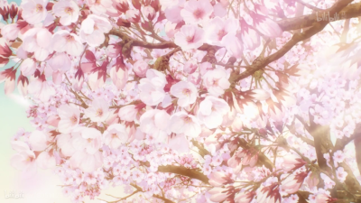 ✿樱花满地集于我心✿