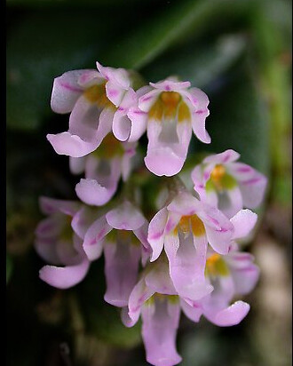 幽香兰花