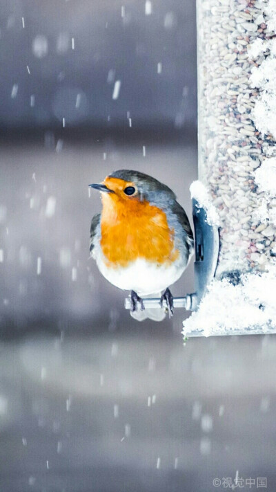 知更鸟（英文名称：Robin）又称歌鸲、红襟鸟、知更雀，属鸫科（Turdidae）鸟类。是一种小型鸣禽，约有360多种，分布于世界各地。