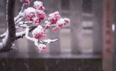 雪，冬天的留白