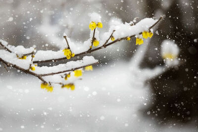 雪，冬天的留白