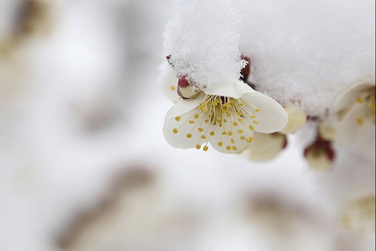 雪，冬天的留白