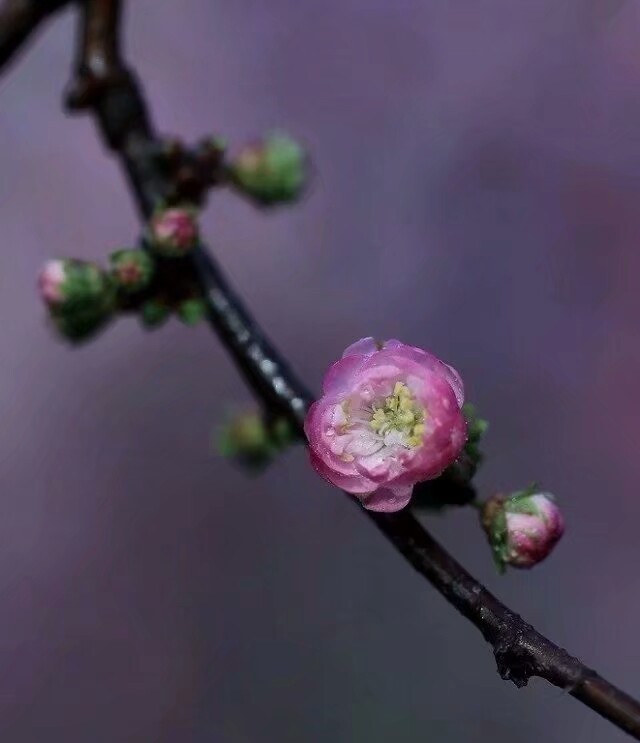 昨日青枝初泛红，
蓓蕾串串早欣荣。
春光不负古稀梦，
又送芳菲含露风。
——榆叶梅