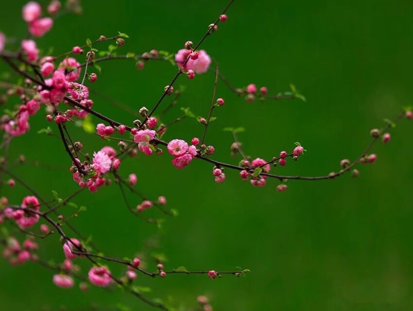 昨日青枝初泛红，
蓓蕾串串早欣荣。
春光不负古稀梦，
又送芳菲含露风。
——榆叶梅