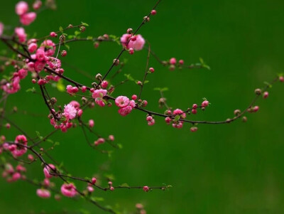 昨日青枝初泛红，
蓓蕾串串早欣荣。
春光不负古稀梦，
又送芳菲含露风。
——榆叶梅